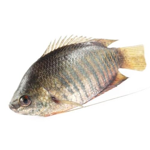 Frozen fresh water fish Khoulsha (500g)