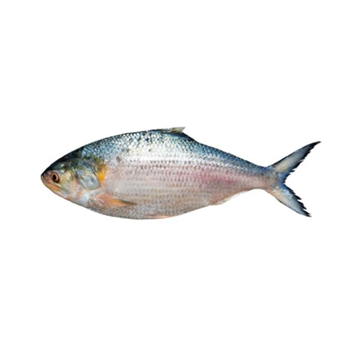 Hilsha fish (1Pcs 680g~800g)