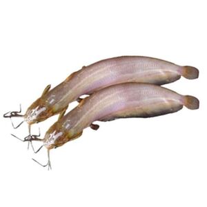 Shing fish (catfish) (500g)
