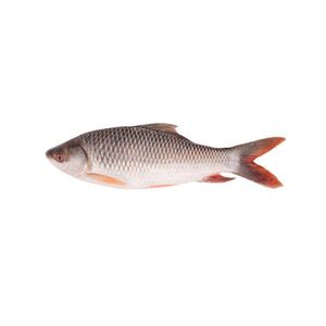 Ruhu Fish (big size, 3kg)