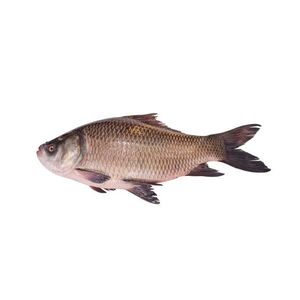 Katla Fish (big size, 3kg)